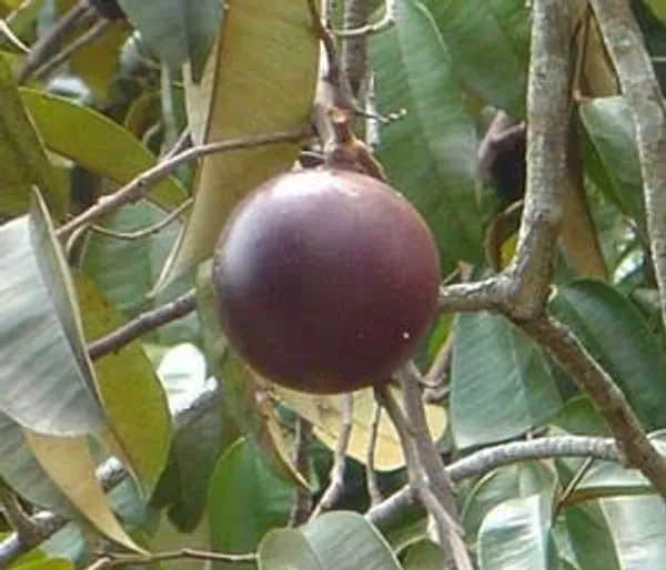 Star_Apple_Live_Plant_MILK_FRUIT_PLANT_ORIGINAL