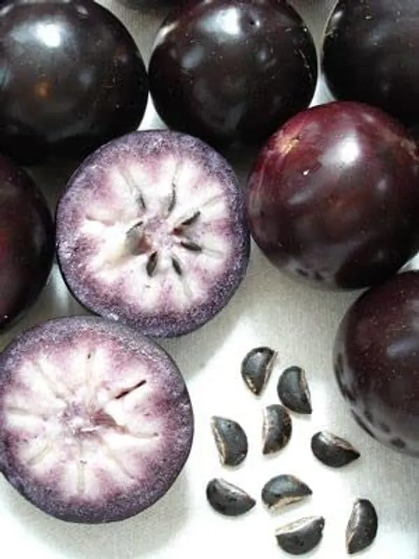 Star_Apple_Live_Plant_MILK_FRUIT_PLANT_ORIGINAL