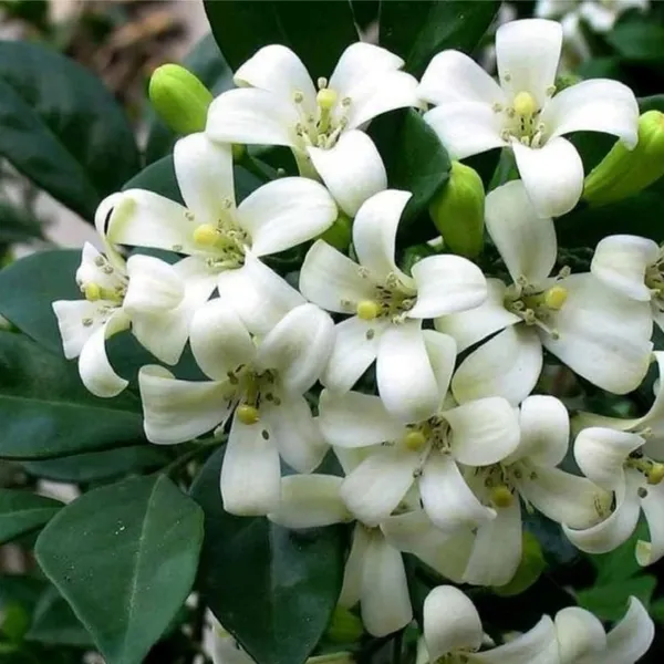 Madhu_Kamini_Flowering_Live_Plant_&_Tree_For_Your_Home_Garden_Madhukamini_Grafted_Flower_Plant_(Pack_Of_1)