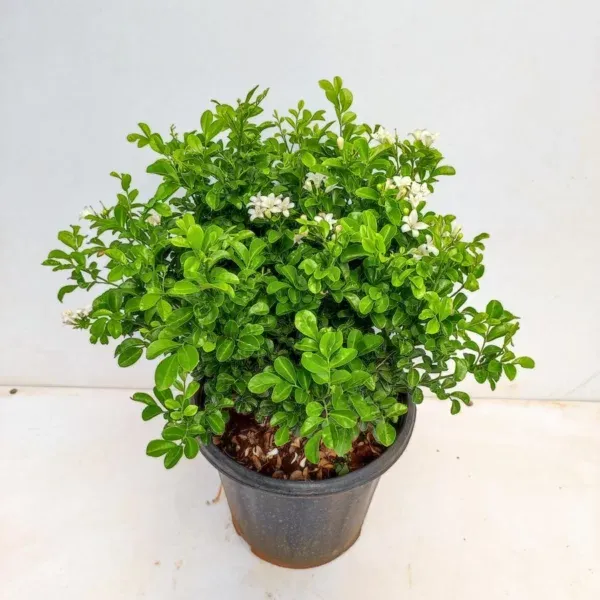 Madhu_kamini_Bonsai_Flower_Plant
