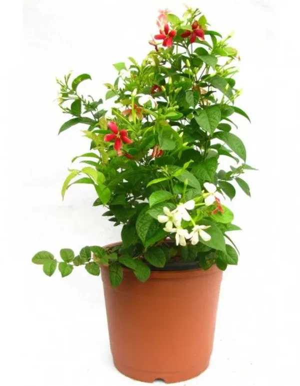 Madhumalati_Beautiful_Flowering_Plant_For_Home_Decoration/Shrub/Bush_&_Gardening