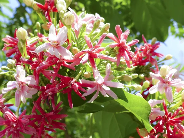 Madhumalati_Beautiful_Flowering_Plant_For_Home_Decoration/Shrub/Bush_&_Gardening