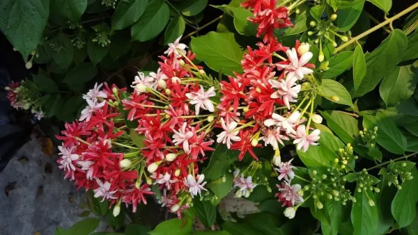Madhumalati_Beautiful_Flowering_Plant_For_Home_Decoration/Shrub/Bush_&_Gardening