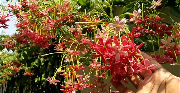 Madhumalati_Beautiful_Flowering_Plant_For_Home_Decoration/Shrub/Bush_&_Gardening
