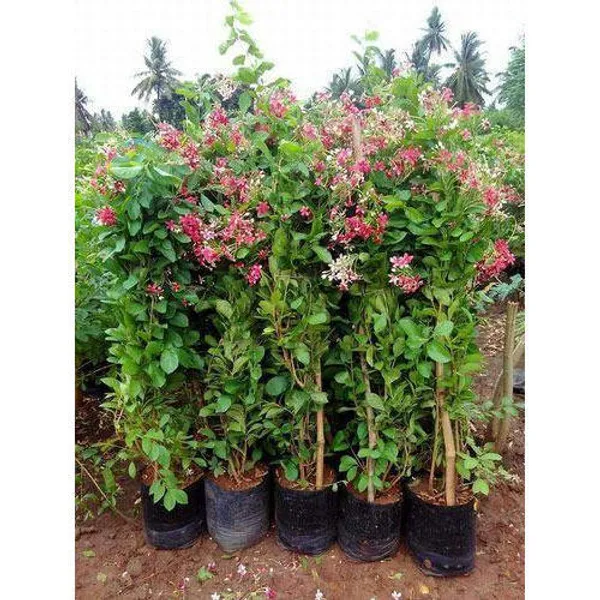 Madhumalati_Beautiful_Flowering_Plant_For_Home_Decoration/Shrub/Bush_&_Gardening