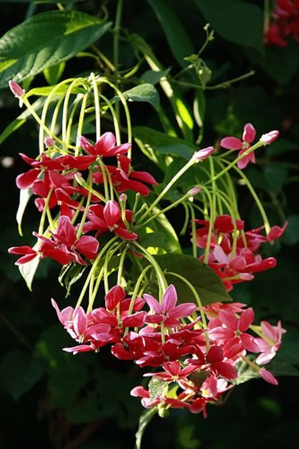 Madhumalti_Dwarf,_Rangoon_Creeper_-_Plant