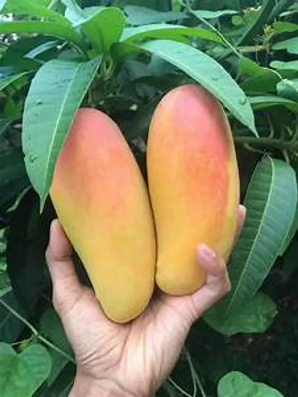 Mahachonak_Most_Expensive_Mango_Fruit_Live_Plant_&_Tree_(1.5-3.5_Ft_Hight)_For_Home_Gardening__Hybrid_Mahachonak_Mango_Plant_(Pack_Of_1)