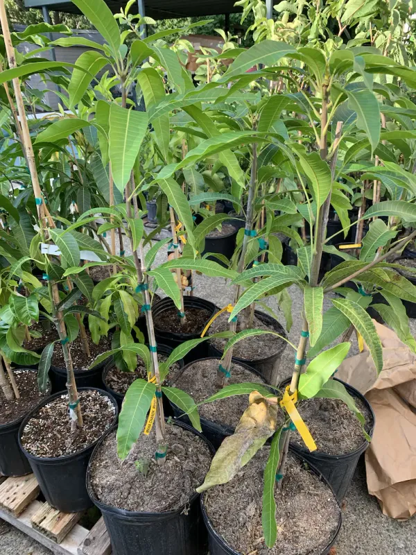 Mahachonak_Most_Expensive_Mango_Fruit_Live_Plant_&_Tree_(1.5-3.5_Ft_Hight)_For_Home_Gardening__Hybrid_Mahachonak_Mango_Plant_(Pack_Of_1)
