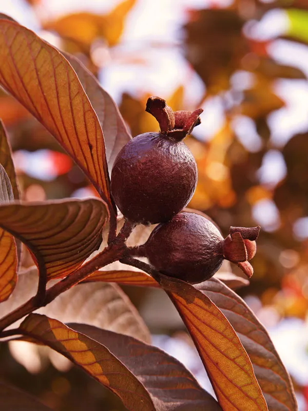 Malaysian_Grafted_Red_Guava_Hybrid_Plant