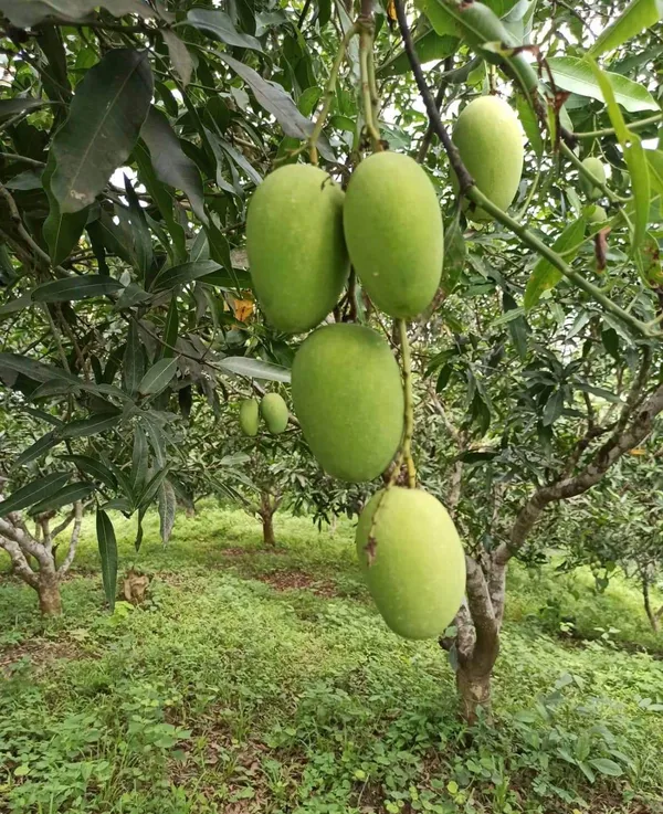 Thai_12_Month_Hybrid_Mango_Plant_Grafted,
