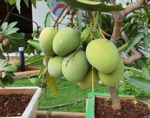 Thai_12_Month_Hybrid_Mango_Plant_Grafted,