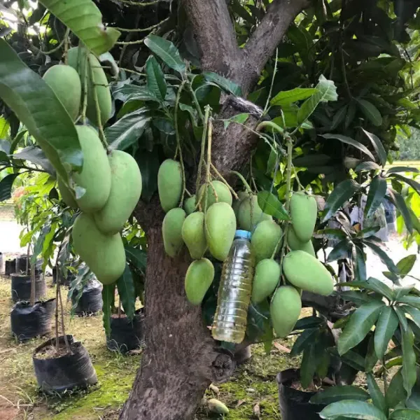 Thai_12_Month_Hybrid_Mango_Plant_Grafted,