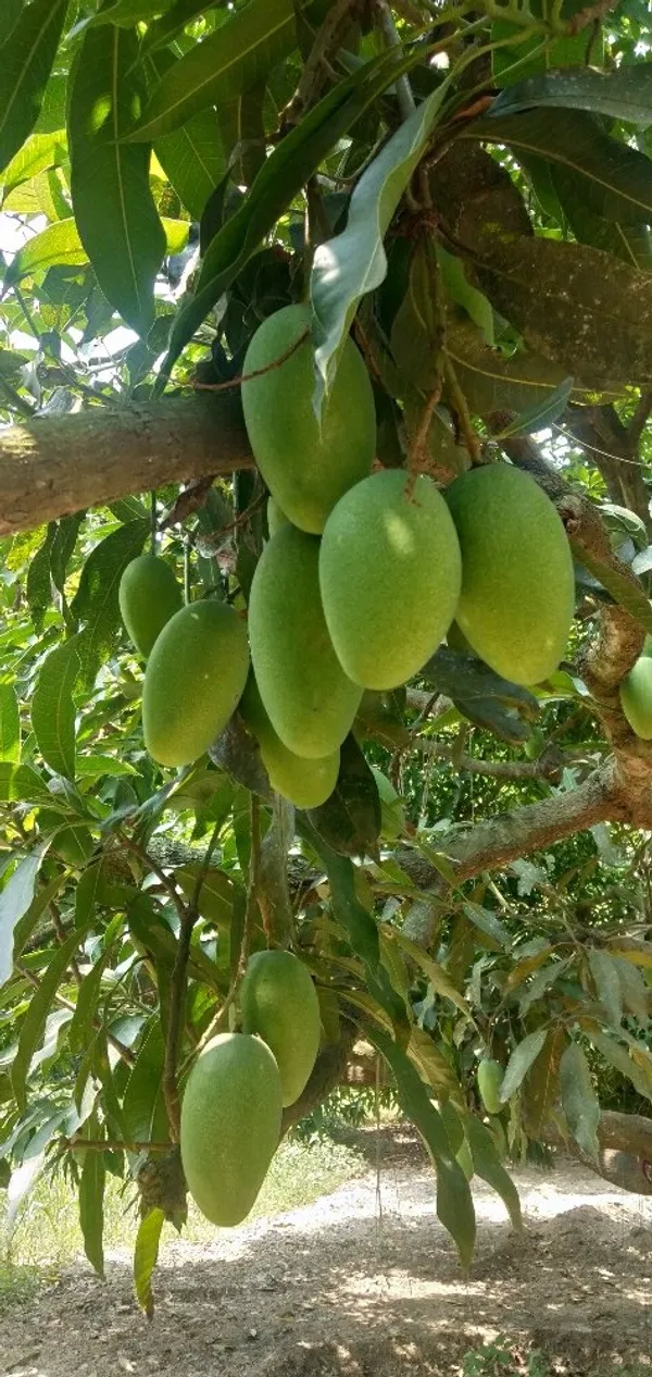 Thai_12_Month_Hybrid_Mango_Plant_Grafted,
