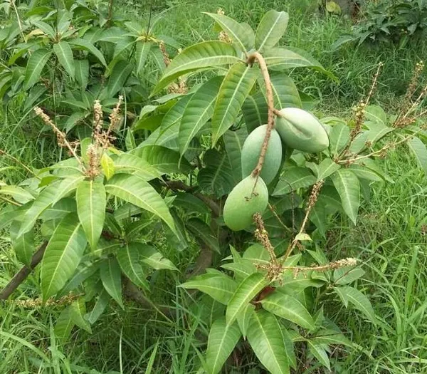 Thai_12_Month_Hybrid_Mango_Plant_Grafted,