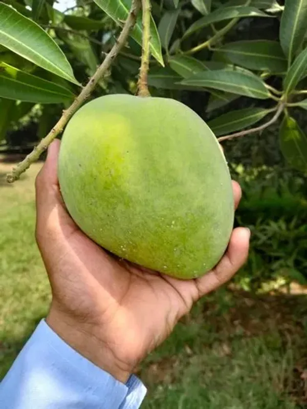 Indian_All_Time_Hybrid__Mango_Fruit_Plant_Grafted,