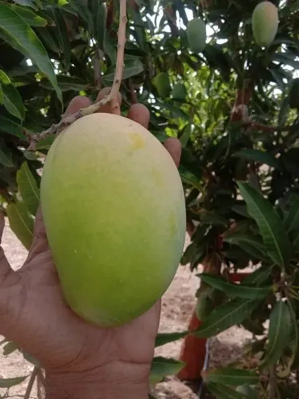 Indian_All_Time_Hybrid__Mango_Fruit_Plant_Grafted,