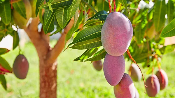 New_Variety__Red_All_Time_Mango_Fruit_Grafted_1.5-3.5_Ft_Live_Plant