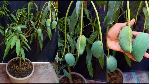 New_Variety__Red_All_Time_Mango_Fruit_Grafted_1.5-3.5_Ft_Live_Plant