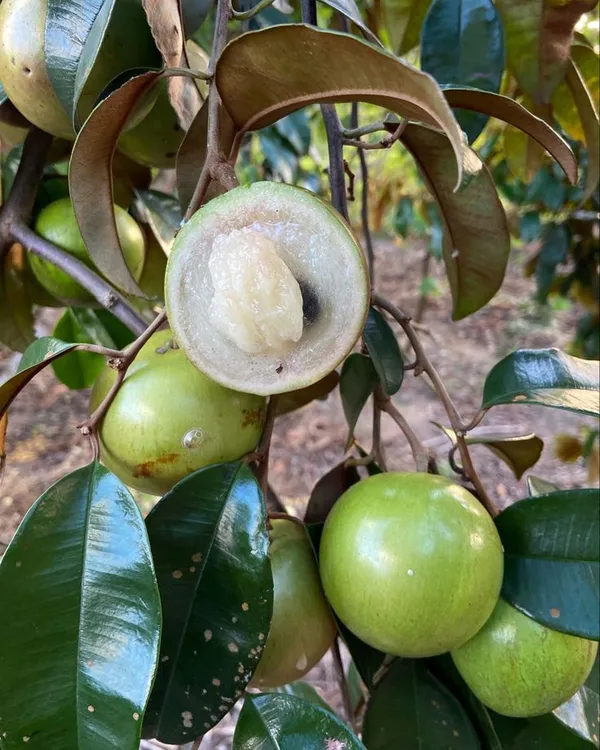 Milk_Healthy_Fruit_Live_Plant_For_Home_Garden_Star_Apple_Hybrid_Plant_&_Tree
