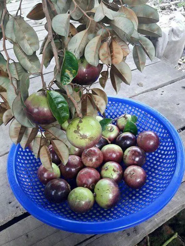 Milk_Healthy_Fruit_Live_Plant_For_Home_Garden_Star_Apple_Hybrid_Plant_&_Tree