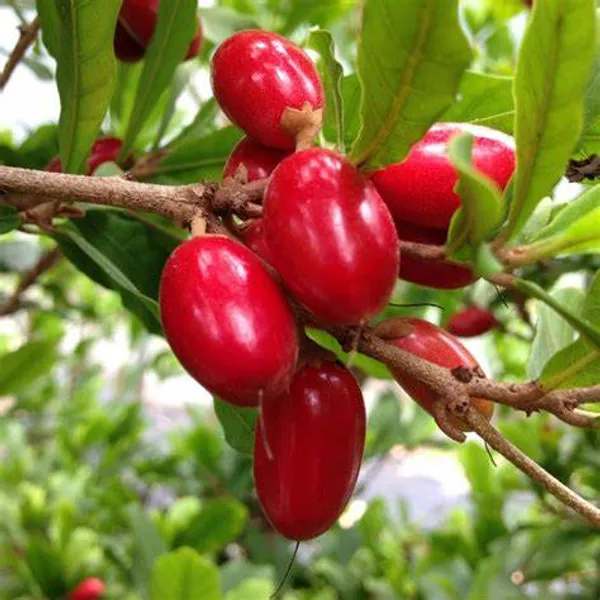 Miracle_Cherry_Fruit_Plant_Hybrid