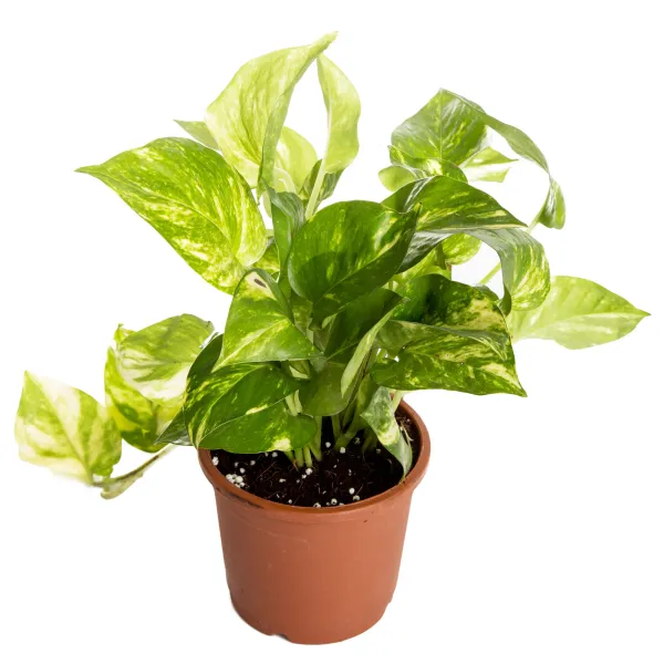 Air_Purifying_Money_Plant