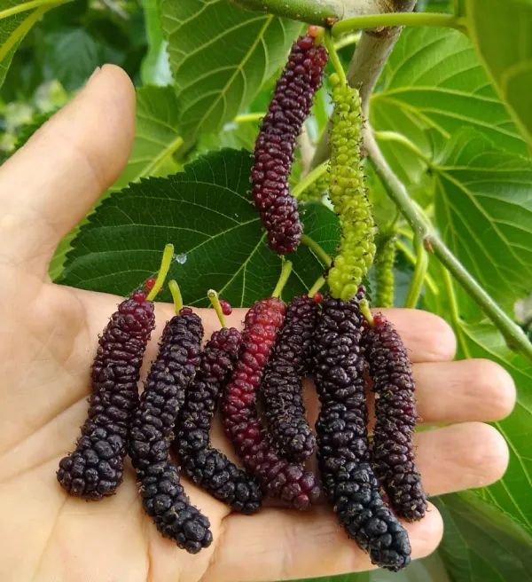 Mulberry_Long_Hybrid_Fruit_Plant