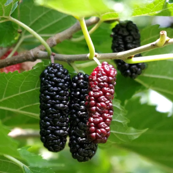 Mulberry_Long_Hybrid_Fruit_Plant