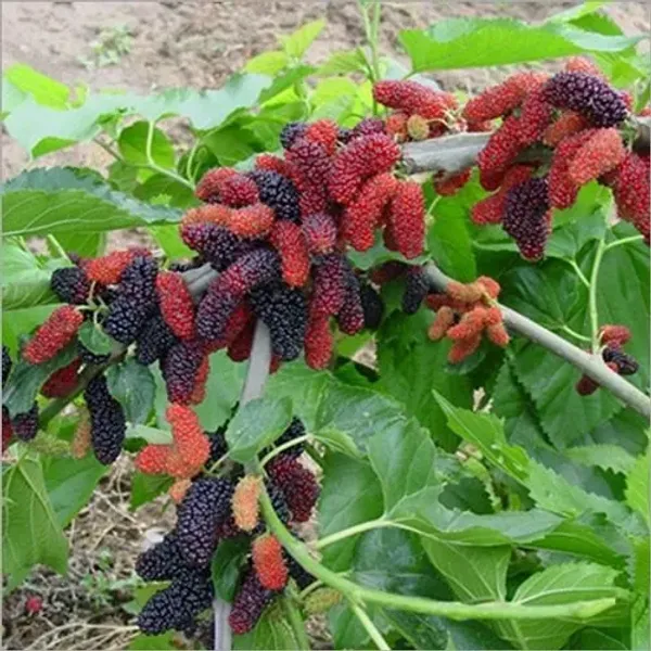 Mulberry_Long_Hybrid_Fruit_Plant