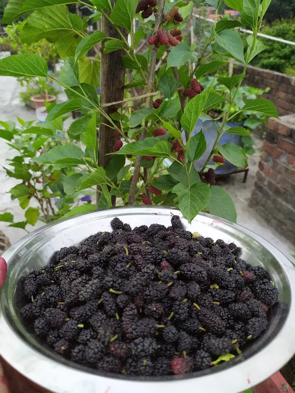 Mulberry_Shahtoot_All_Time_Variety_Fruit_(Air_Layering/Grafted)_Live_Plants_&_Tree