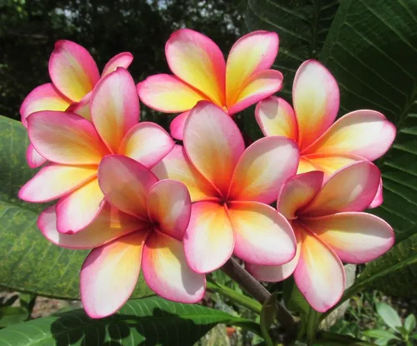 Multicolor_Kathchapa/Kathgolap/Plumeria_Live_Flower_Plant_&_Tree_(1.5-3.5_Ft_Hight)_For_Sweet_Home_Decoration_&_Gardening_(Hybrid,_Pack_Of_1)