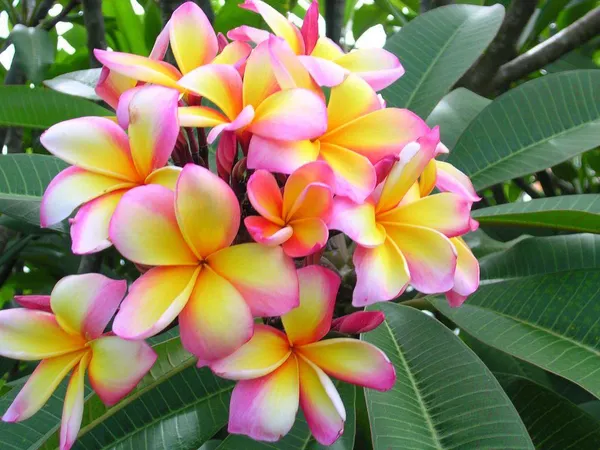 Multicolor_Kathchapa/Kathgolap/Plumeria_Live_Flower_Plant_&_Tree_(1.5-3.5_Ft_Hight)_For_Sweet_Home_Decoration_&_Gardening_(Hybrid,_Pack_Of_1)