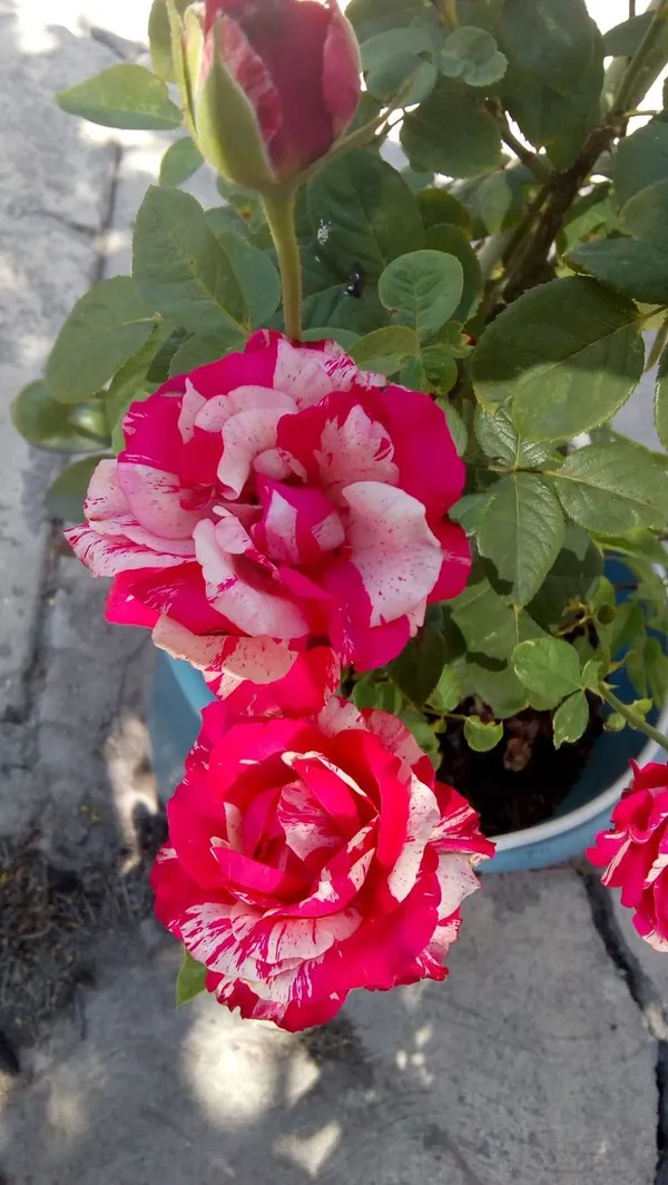 Multicolor_Rose_Flower_Plant