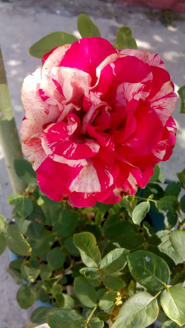Multicolor_Rose_Flower_Plant