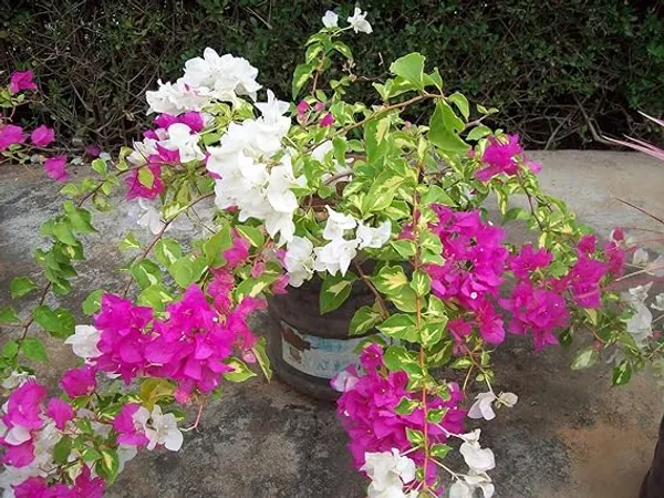 Multicolour__Bougainvillea__Shubra_?_Flowering_Plant_Hybrid,