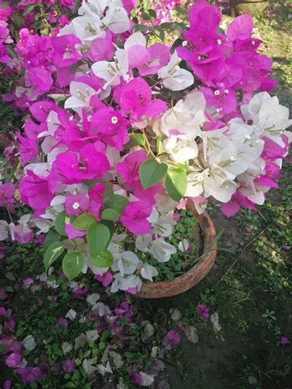 Multicolour__Bougainvillea__Shubra_?_Flowering_Plant_Hybrid,