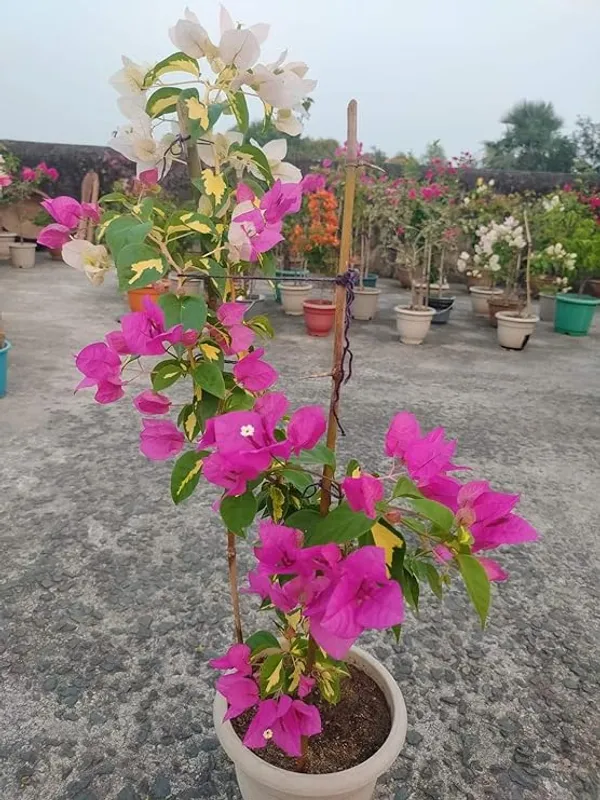 Multicolour__Bougainvillea__Shubra_?_Flowering_Plant_Hybrid,