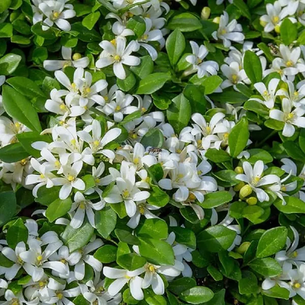 Madhu_Kamini_Flower_Highly_Fragrant_Flower_Plant_&_Tree