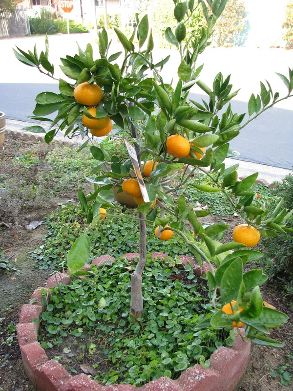 Nagpur_Orange/Mandarin_Healthy_Fruit_Plant_&_Tree_(1.5-3.5_Ft_Hight)_For_Home_Gardening__Hybrid_Orange__(Pack_Of_1)_Live_Fruit_Plant