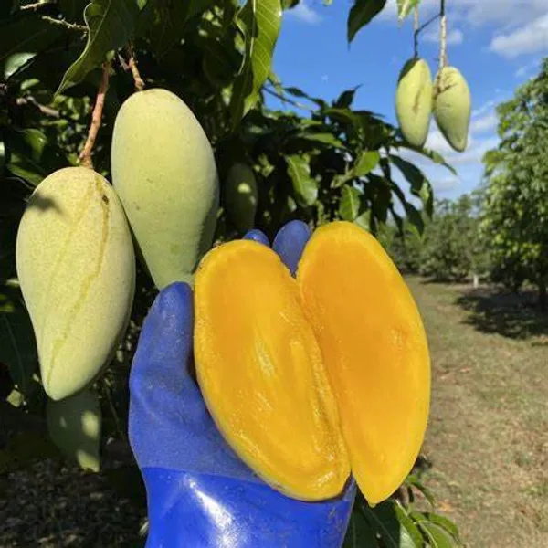 Nam_Doc_Mai_Grafted_All_Time_Mango_Fruit_Plant