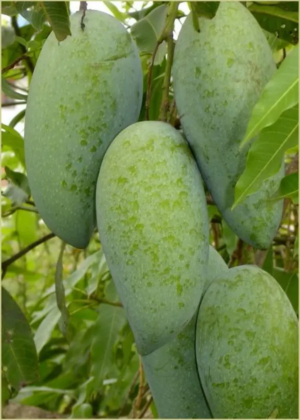 Nam_Doc_Mai_Grafted_Mango_Tree_-_Thai_Favorite_Mango_Plant_&_Tree