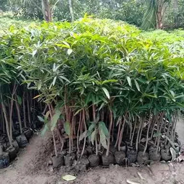 Alphonso_(Grafted)_Mango_Live_Fruit_Plant_&_Tree_(Pack_Of_1)_||Alphonso_Hapoos_From_Ratnagiri_||_Suitable_Location_Outdoor,_Alphonso_Healthy_Mango_Plant_(Hight_1.5-3.5_Ft)_For_Sweet_Home_Garden