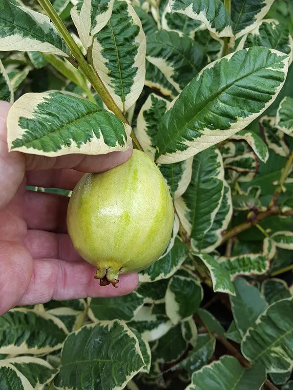 Variegated_Hybrid_Guava_Plant_Grafted