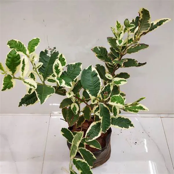 Variegated_Hybrid_Guava_Plant_Grafted