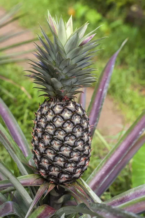Pineapple_Live_Fruit_Plant_Hybrid,