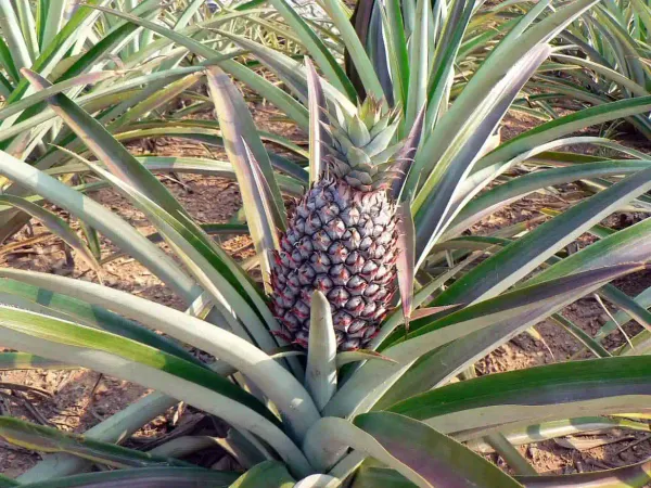 Pineapple_Live_Fruit_Plant_Hybrid,