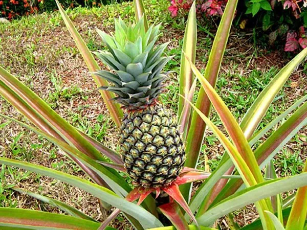 Pineapple_Live_Fruit_Plant_Hybrid,