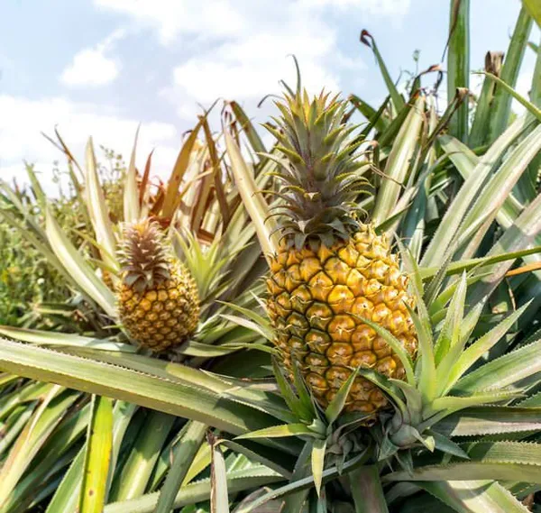 Pineapple_Live_Fruit_Plant_Hybrid,