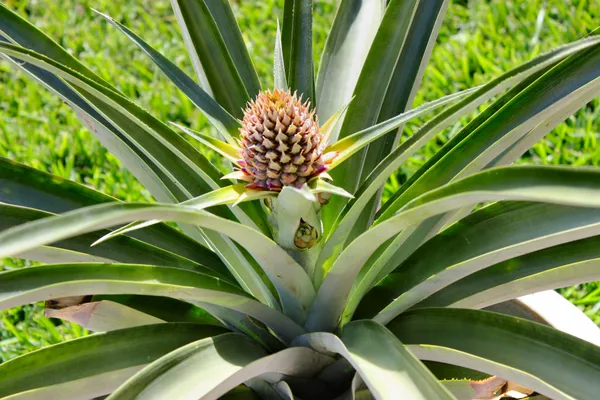 Pineapple_Live_Fruit_Plant_Hybrid,