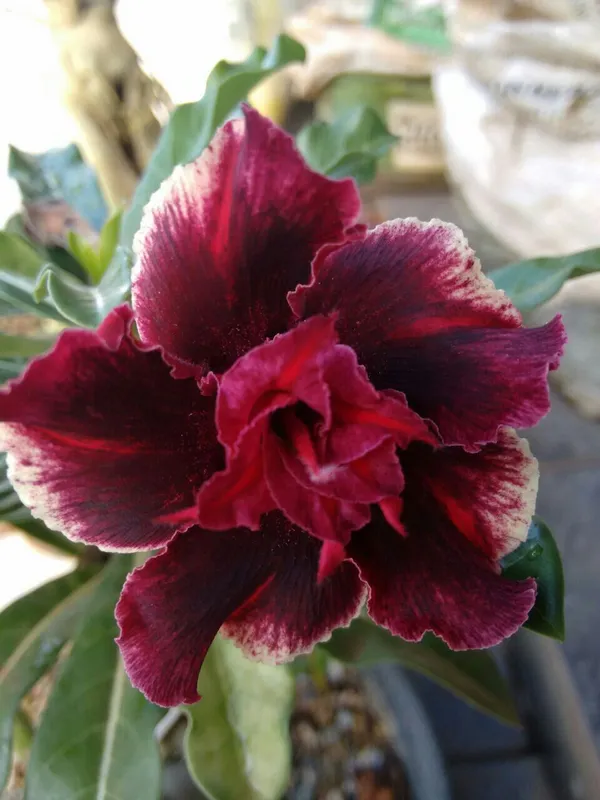 Adenium_Desert_Rose_Plant_Grafted
